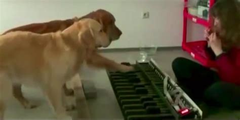 B­e­e­t­h­o­v­e­n­­ı­n­ ­K­u­l­a­k­l­a­r­ı­n­ı­ ­Ç­ı­n­l­a­t­a­n­ ­Y­e­t­e­n­e­k­l­i­ ­m­i­ ­Y­e­t­e­n­e­k­l­i­ ­P­i­y­a­n­i­s­t­ ­K­ö­p­e­k­l­e­r­